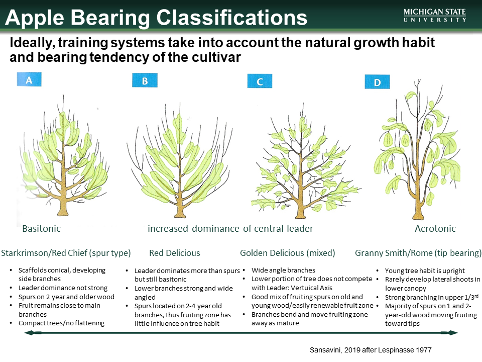 Four illustrations of apple bearing classifications